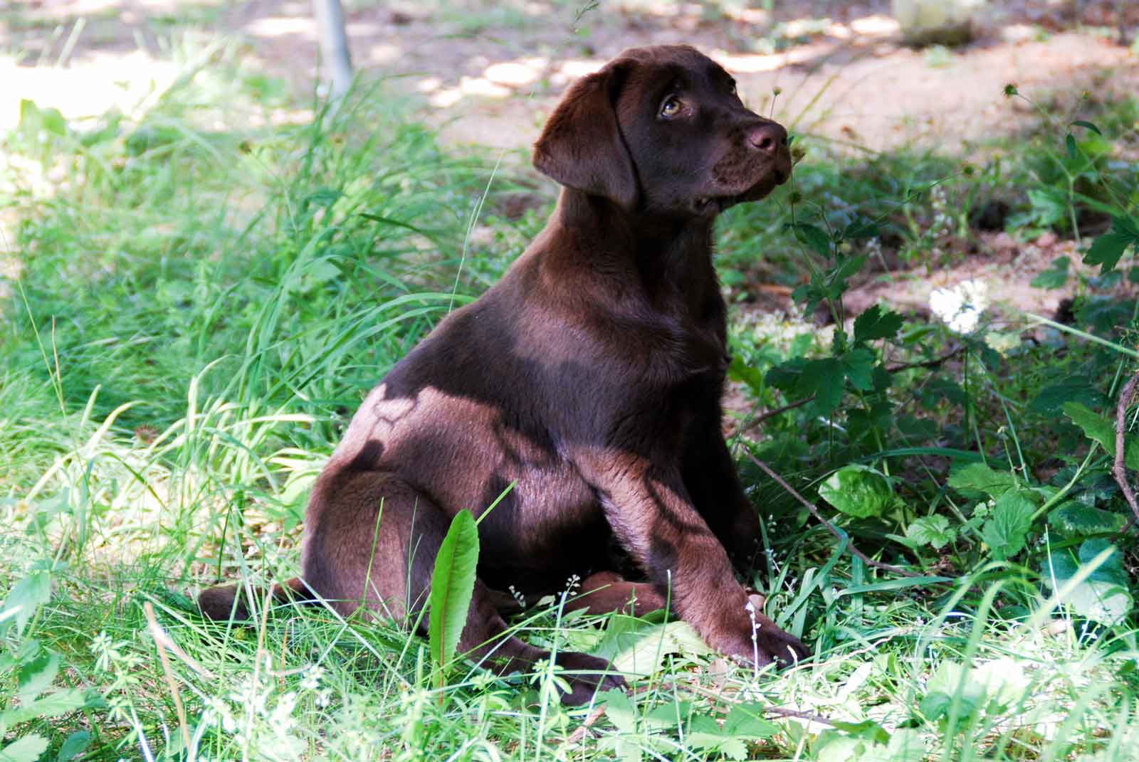En liten brun labradorvalp i gräset