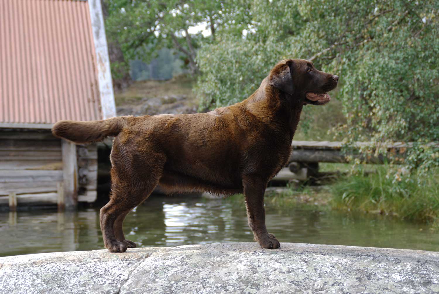 brun labrador i stående position