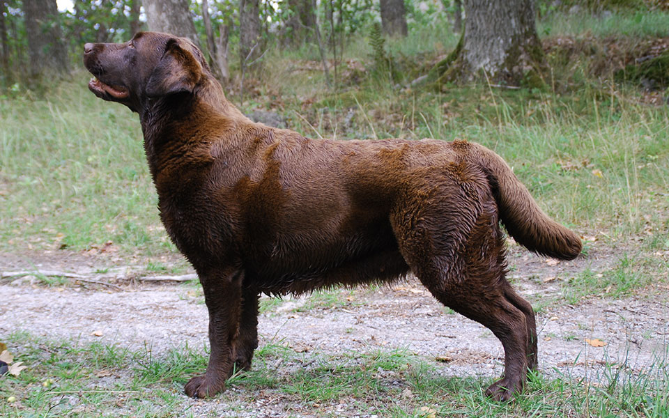 brun labrador står snyggt